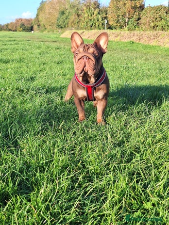 French Bulldog dogs Paris - Advert 1