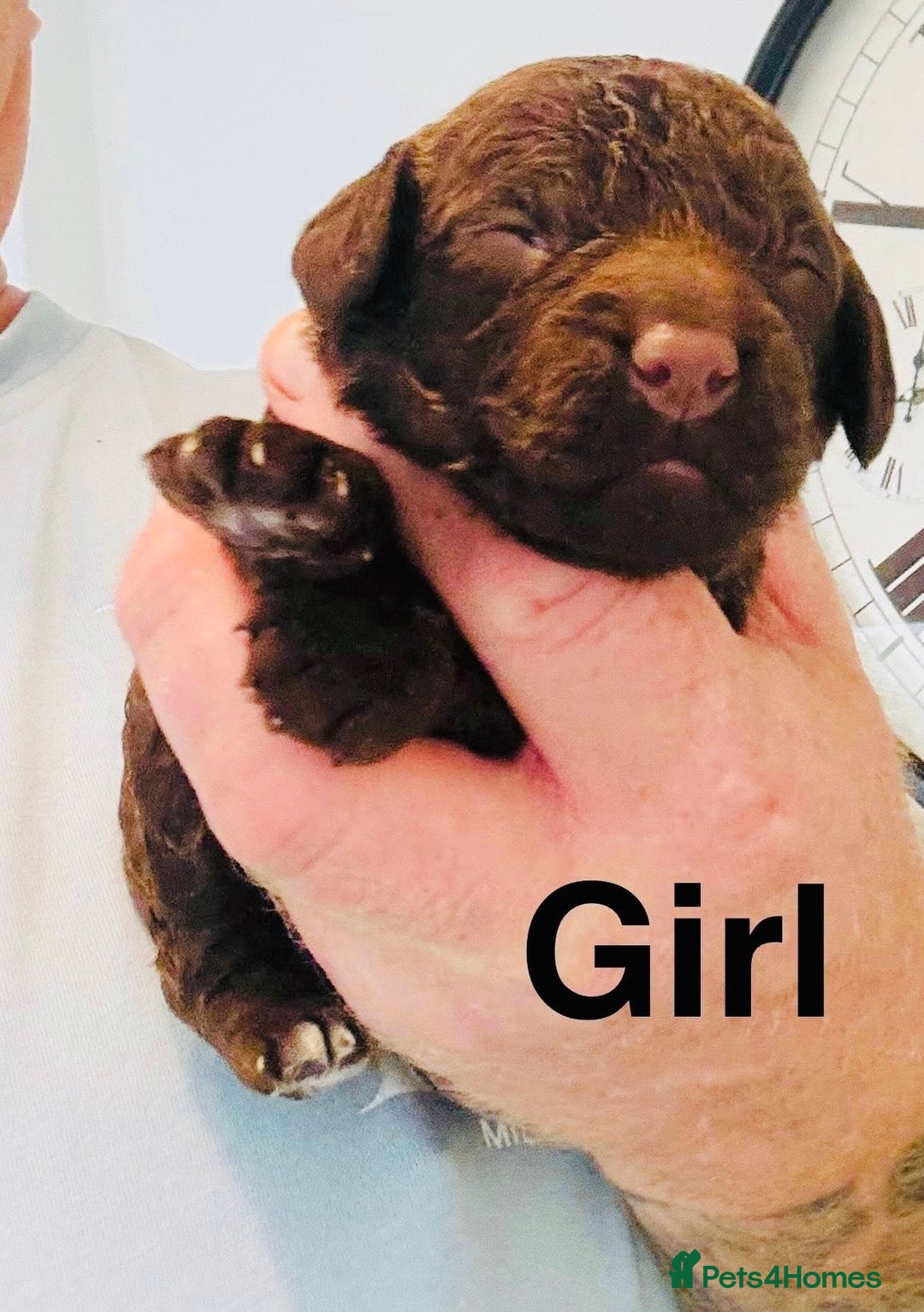 Cockapoo dogs for sale: DNA tested cockapoo puppies ready 27th October - Image 8