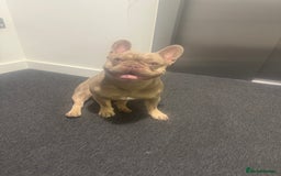 French Bulldog dogs for stud: Rare New Shade Isabella French Bulldog - STUD - Image 3