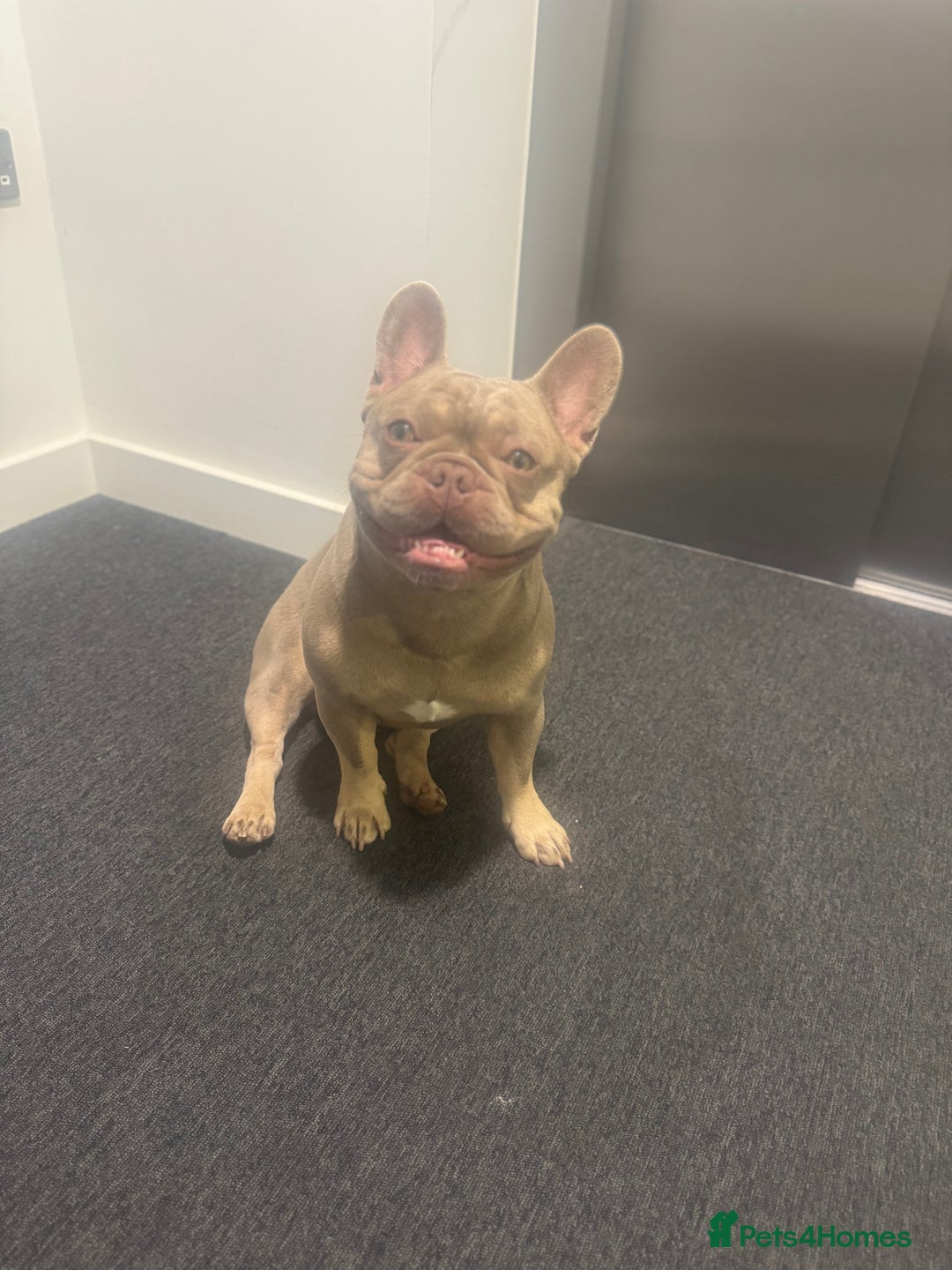 French Bulldog dogs for stud: Rare New Shade Isabella French Bulldog - STUD - Image 3