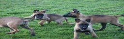 Belgian Shepherd Dog dogs for sale: Pups from JPMANK9  - Advert 24