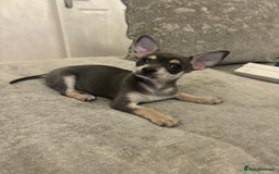 Chihuahua dogs for sale: Blue and fawn boy  - Image 3