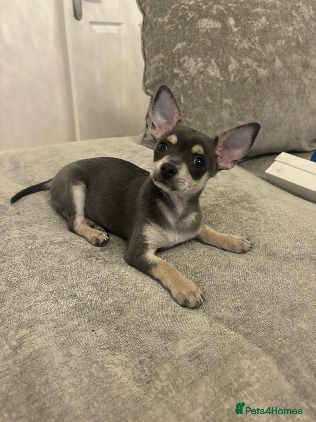 Chihuahua dogs for sale: Blue and fawn boy  - Image 3