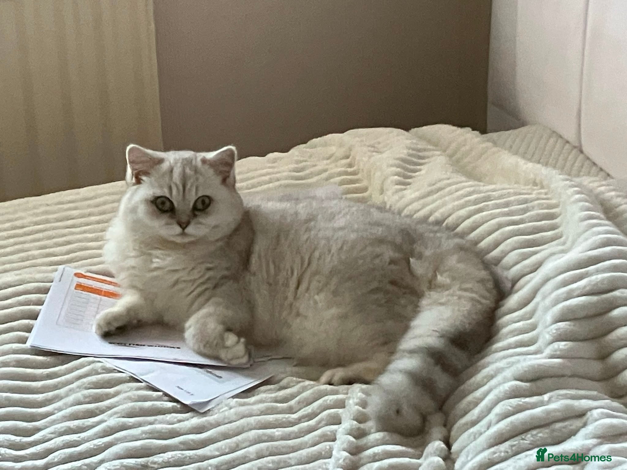 British Shorthair cats for sale: British Shorthair Golden & Silver Kittens  - Advert 3
