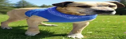 Mixed Breed dogs for adoption: Hugo 💎 🐾 - Advert 4