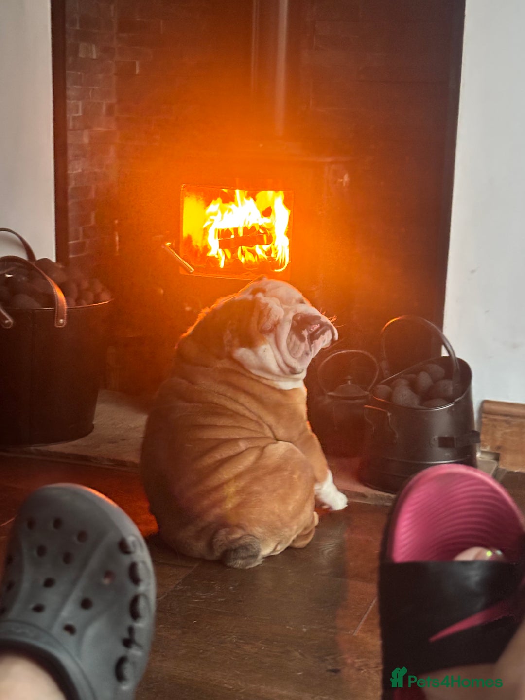 English Bulldog dogs for sale: Hudson is his name  - Advert 2