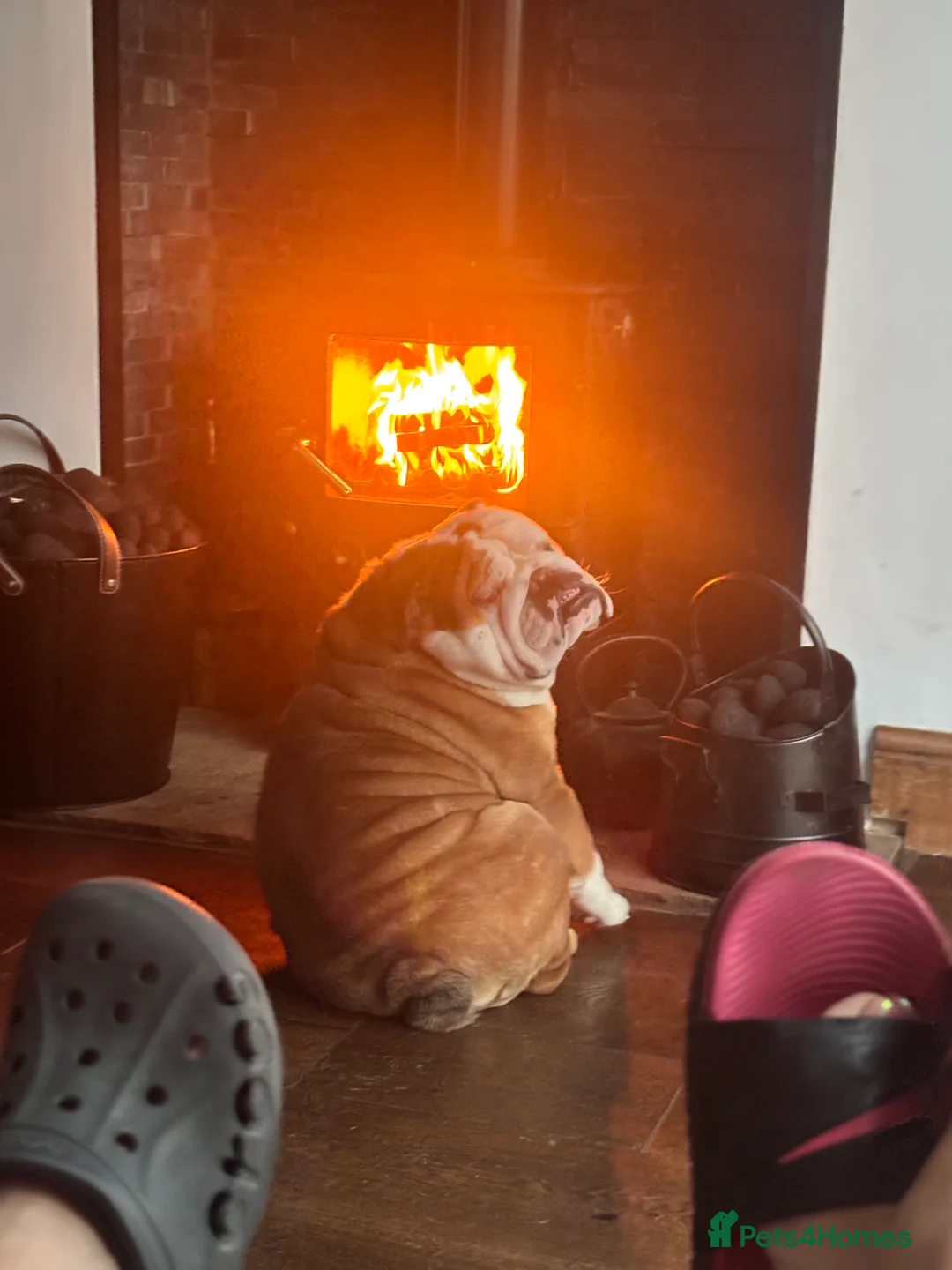 English Bulldog dogs for sale: Hudson is his name  - Advert 2