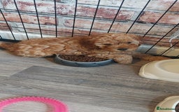 Cavapoo dogs for sale: Gorgeous Cavapoo Puppies *Due 15th October* - Image 2
