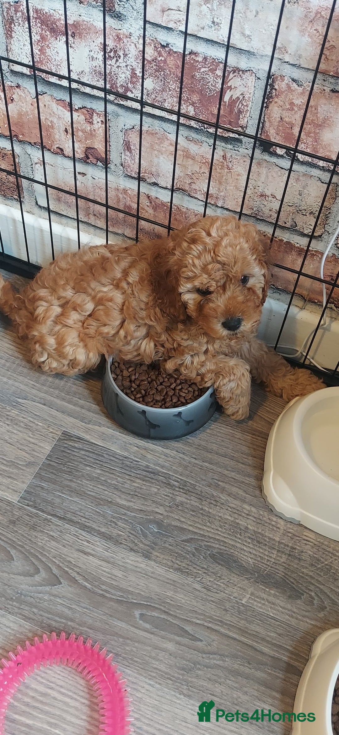 Cavapoo dogs for sale: Gorgeous Cavapoo Puppies *Due 15th October* - Image 2