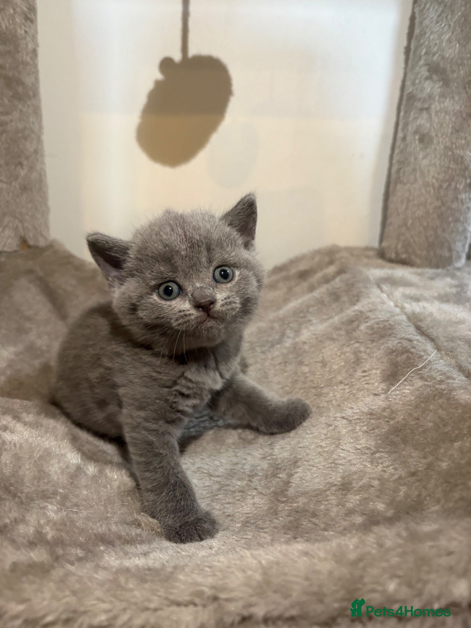 British Shorthair cats  🐾5 Beautiful British Shorthair Kittens🐱❤️ - Advert 1