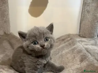 British Shorthair cats 🐾5 Beautiful British Shorthair Kittens🐱❤️ - Advert 1