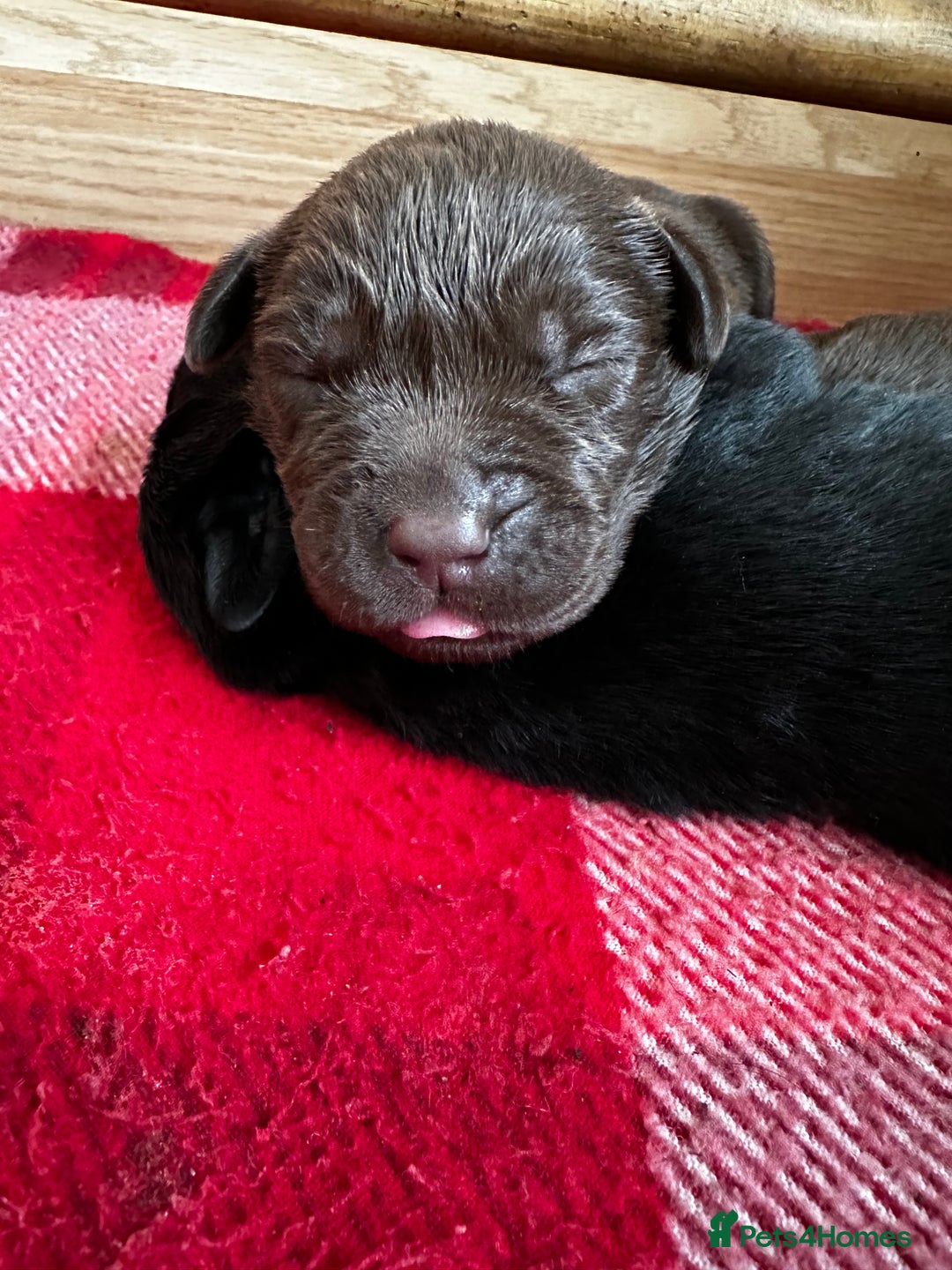 Labrador Retriever dogs for sale: Stunning Labrador Puppies K.C. Reg - Image 7