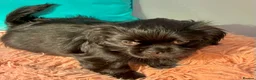 Mixed Breed dogs for sale: ADORABLE SHIH TZU/CHIHUAHUA - Advert 17