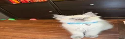Ragdoll cats for sale: Pedigree Pure Ragdoll babies  - Advert 6