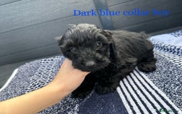 Cockapoo dogs for sale: F1 cockapoo puppies - Image 13