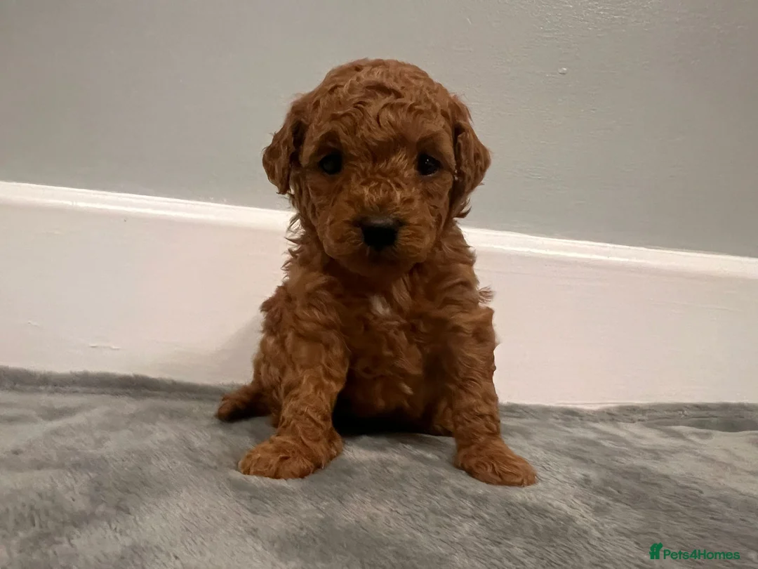 Mixed Breed dogs for sale: 🐩Asian Line Poodles-Fox Red, Apricot 🐩  - Advert 7