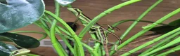 Lizard reptiles for sale: casque headed iguana babies in Grimsby - Advert 3
