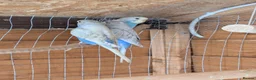 Budgerigars birds for sale: Young budgie - Advert 6