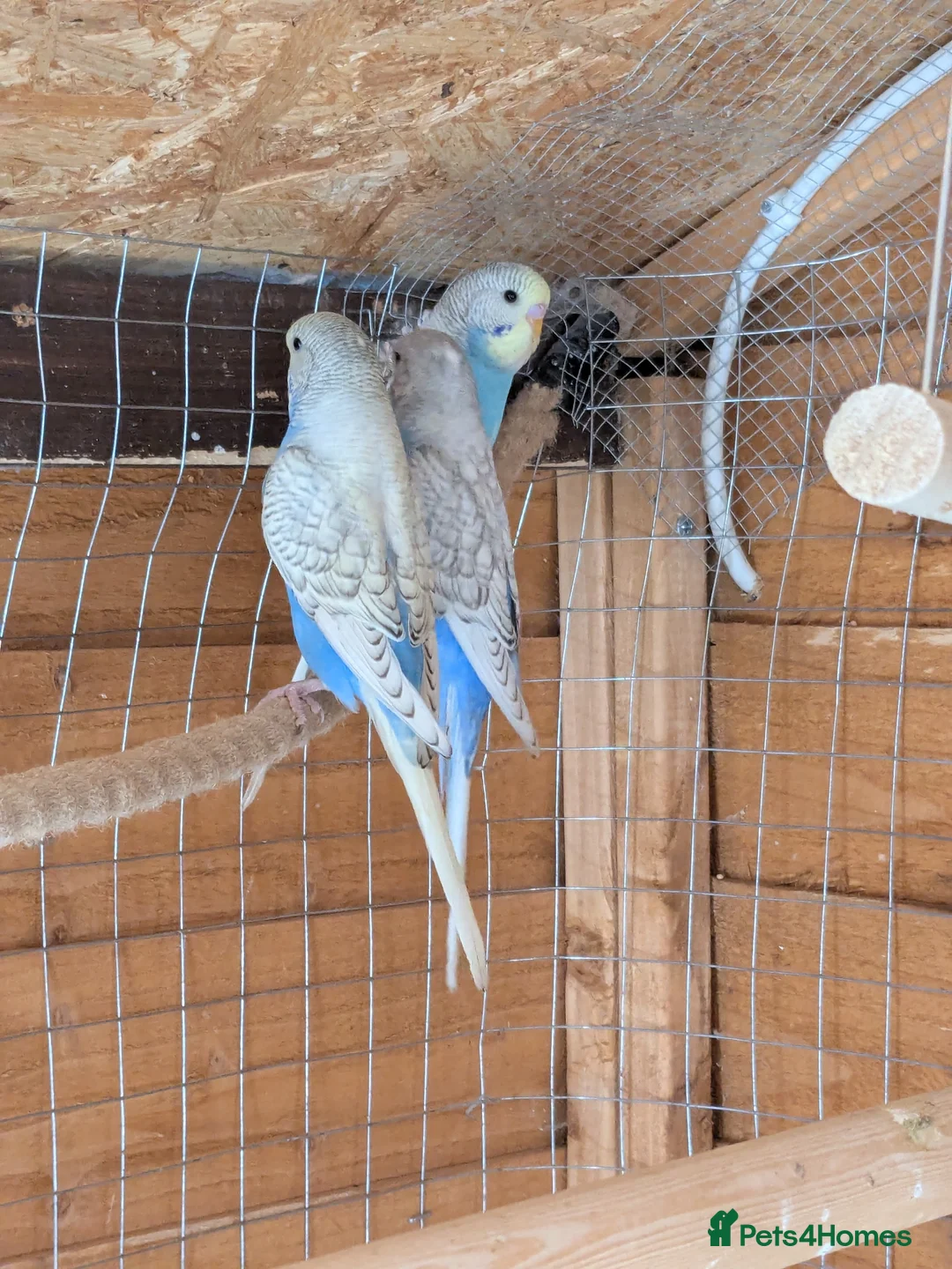 Budgerigars birds for sale: Young budgie - Advert 6