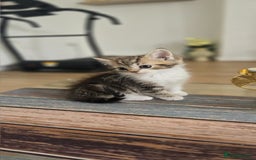 Persian cats for sale: Miss  - Image 2