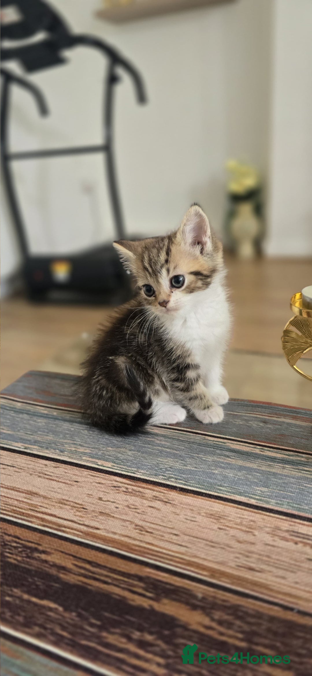 Persian cats for sale: Miss  - Image 2