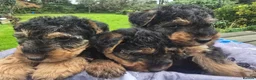 Welsh Terrier dogs for sale: Gorgeous welsh terriers puppies  - Advert 3