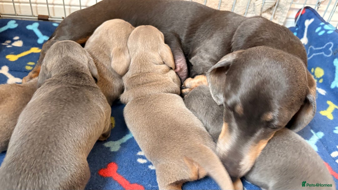 Miniature Dachshund dogs for sale: Miniature Dachshund - Image 6