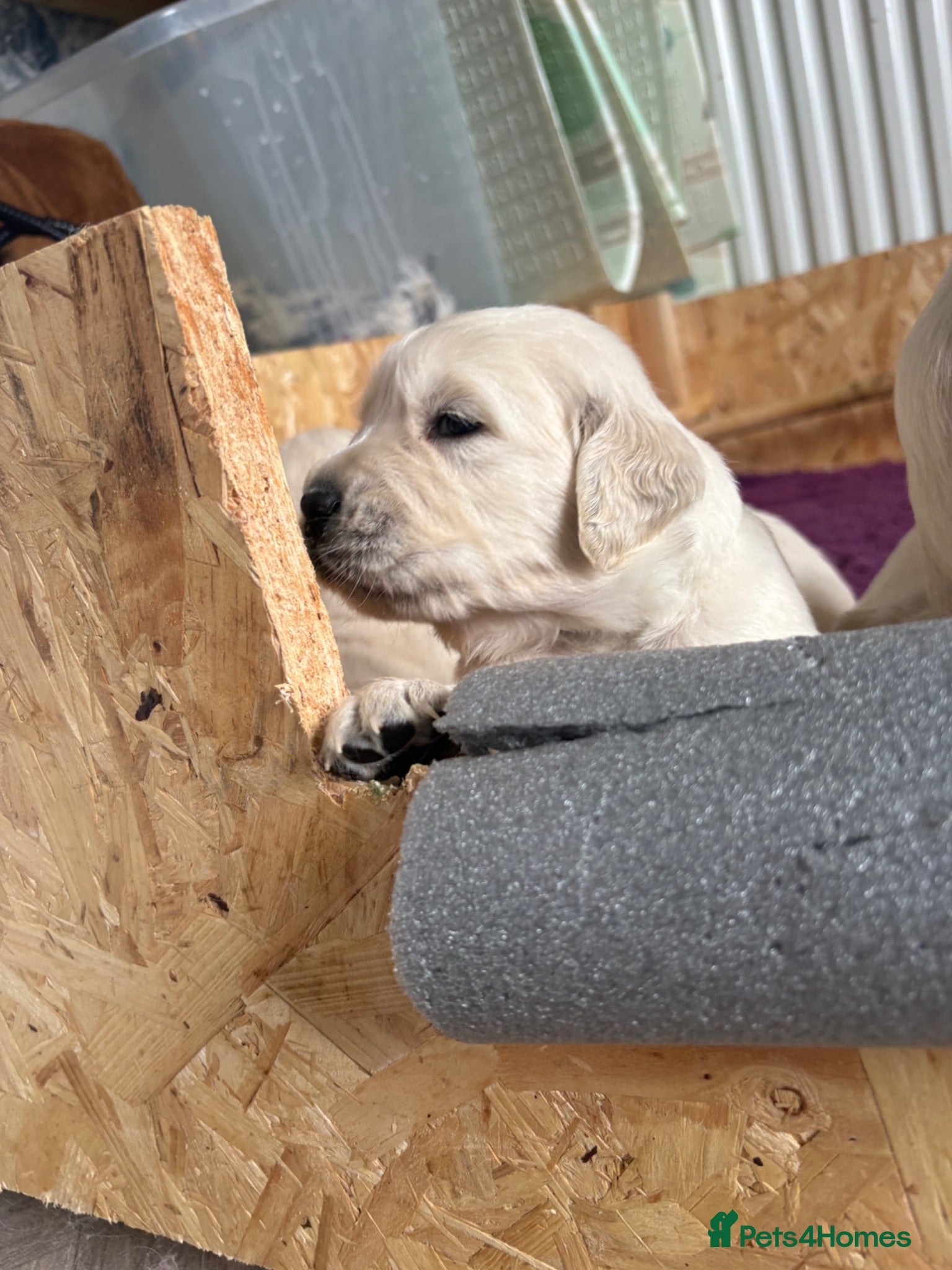 Golden Retriever dogs Cream kc registered golden retriever pups - Advert 10