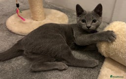 Russian Blue cats for sale: Russian Blue Kittens - Image 3