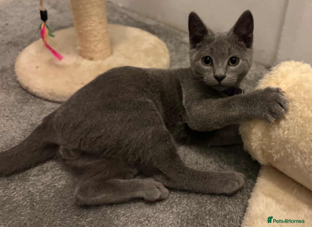 Russian Blue cats for sale: Russian Blue Kittens - Image 3