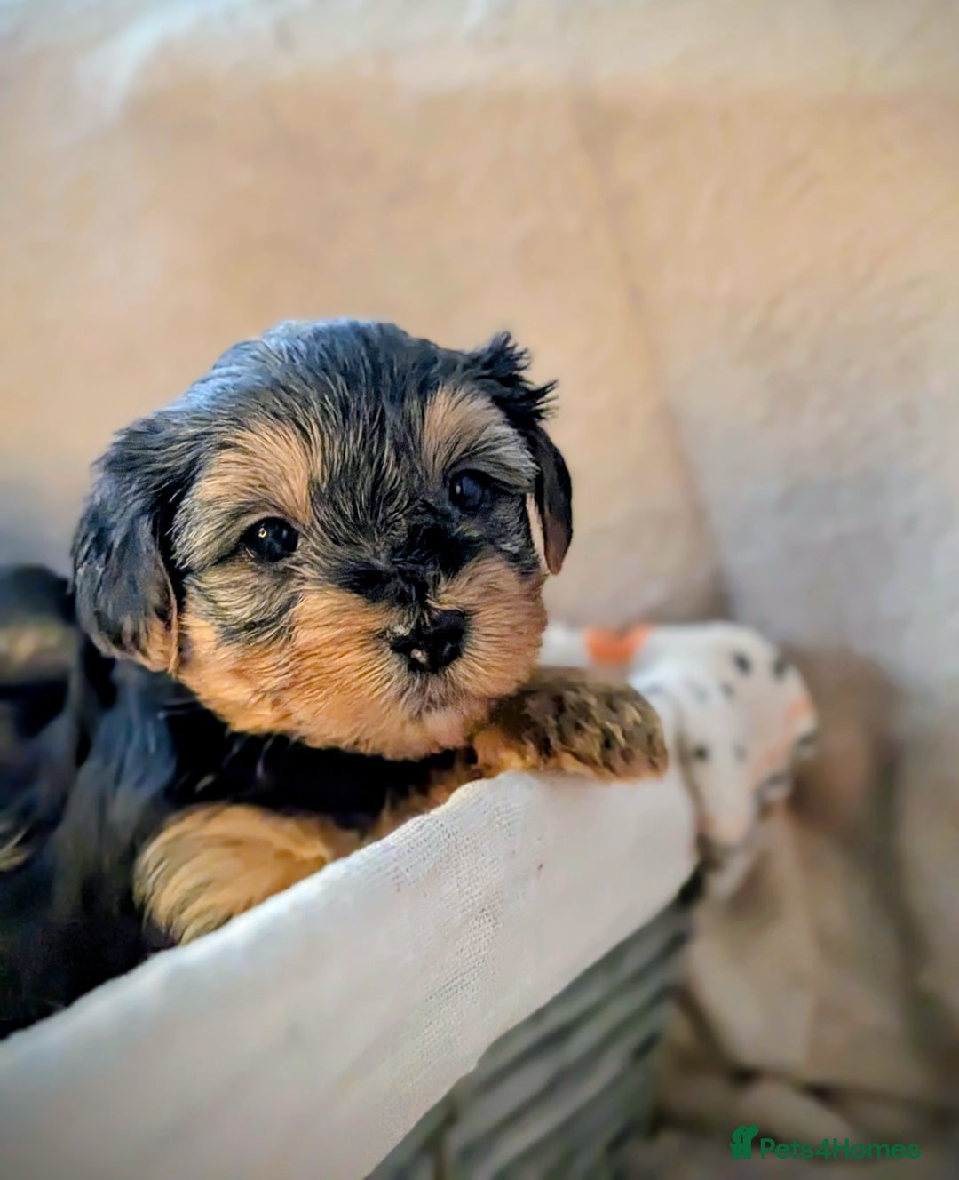Yorkshire Terrier dogs for sale: 7 male Yorkshire terriers ready to leave.  - Image 34