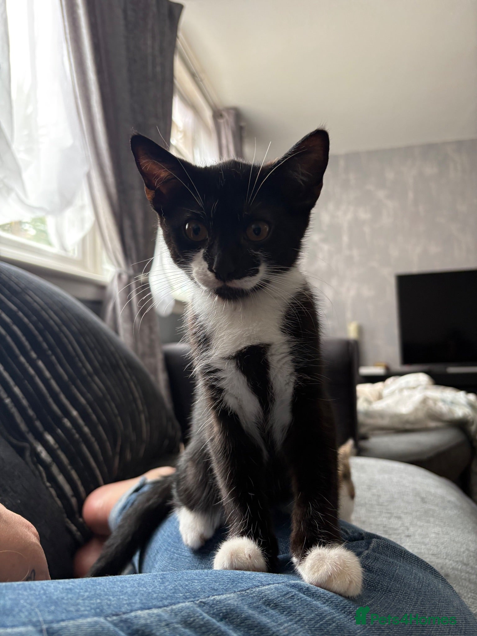 Mixed Breed cats Black tuxedo kitten for sale  - Advert 3