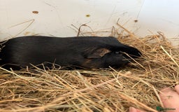Guinea Pig rodents for sale: Two guinea pigs for sale - Image 4