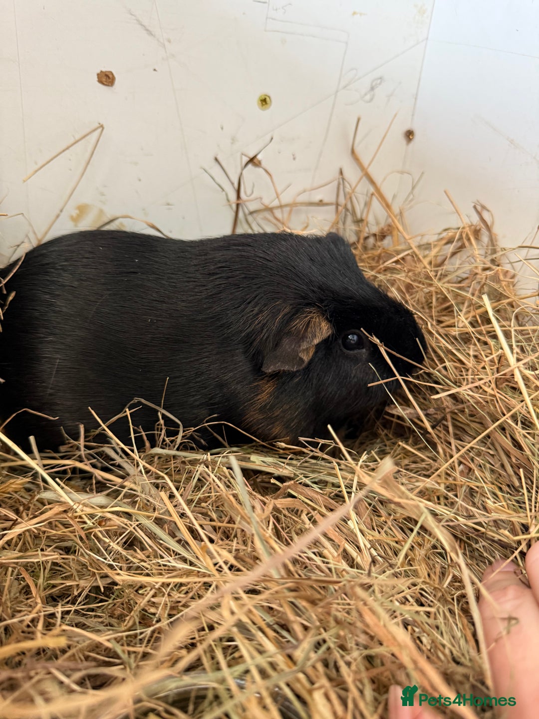 Guinea Pig rodents for sale: Two guinea pigs for sale - Image 4