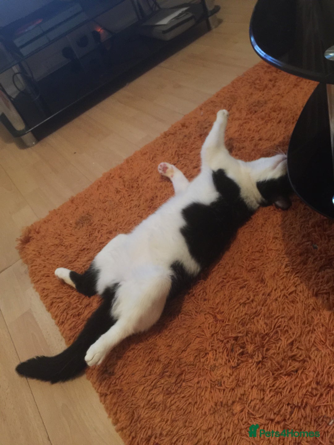British Shorthair cats for sale: Roxxy - with a double X  - Image 15