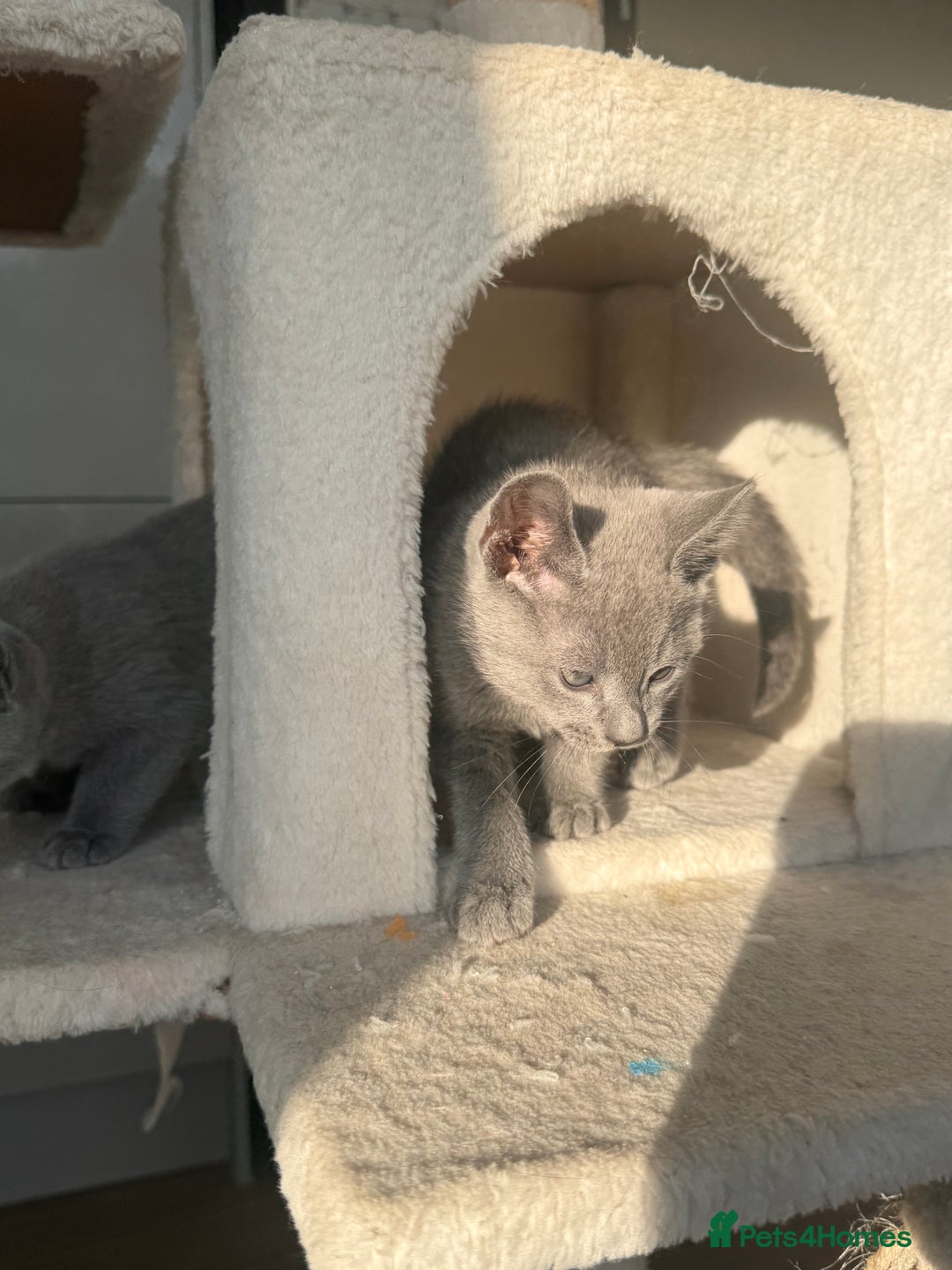 Russian Blue cats for sale: 🐾 Premium Home-Raised Russian Blue Kittens -Ready - Advert 11