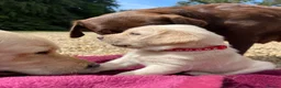 Goldador dogs for sale: One stunning goldador boy available ❤️ - Advert 28