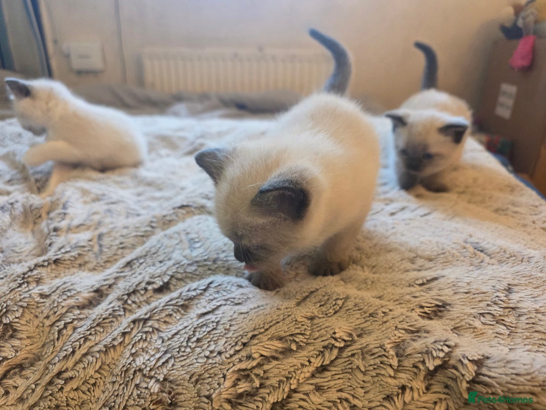 Siamese cats for sale: Mr paws miss fluffy and miss stripes  - Advert 5