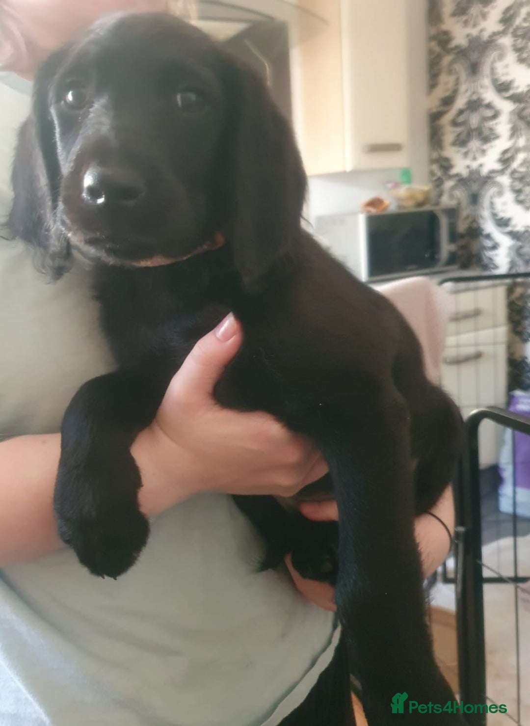 Labrador Retriever dogs for sale: Chunky pups ready now - Advert 11