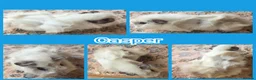 Guinea Pig rodents for sale: Baby Skinny and Furry Boy Guinea Pigs - Advert 4