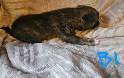 Huskita dogs for sale: Husky x akita puppys - Image 38