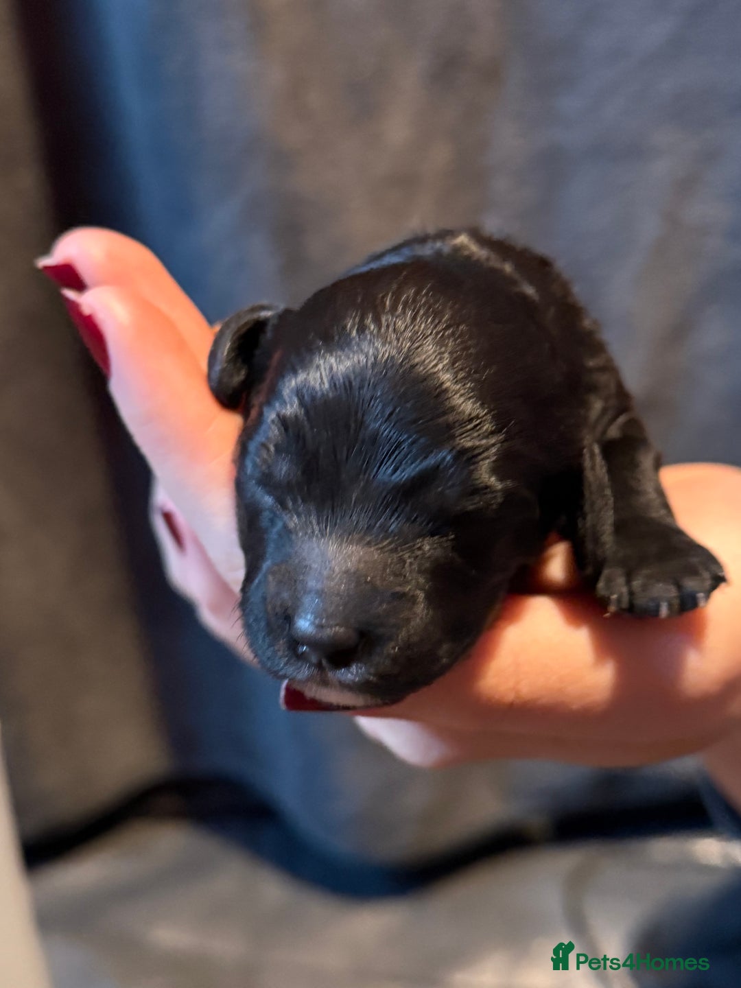 Cavapoo dogs for sale: F1b Health tested Phantom chocolate Merle Cavapoo - Advert 9