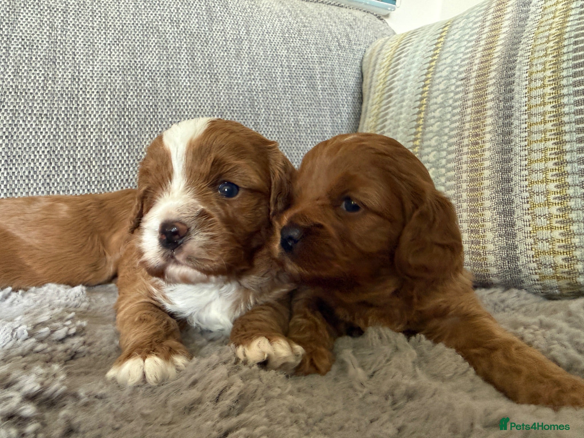 Cavapoo dogs Cavapoo puppies,health tested parents 5* licensed  - Advert 2