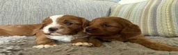 Cavapoo dogs for sale: Cavapoo puppies,health tested parents 5* licensed  - Advert 6