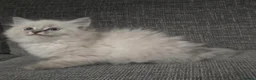 Mixed Breed cats for sale: Blue tabby ragdoll x - Advert 2