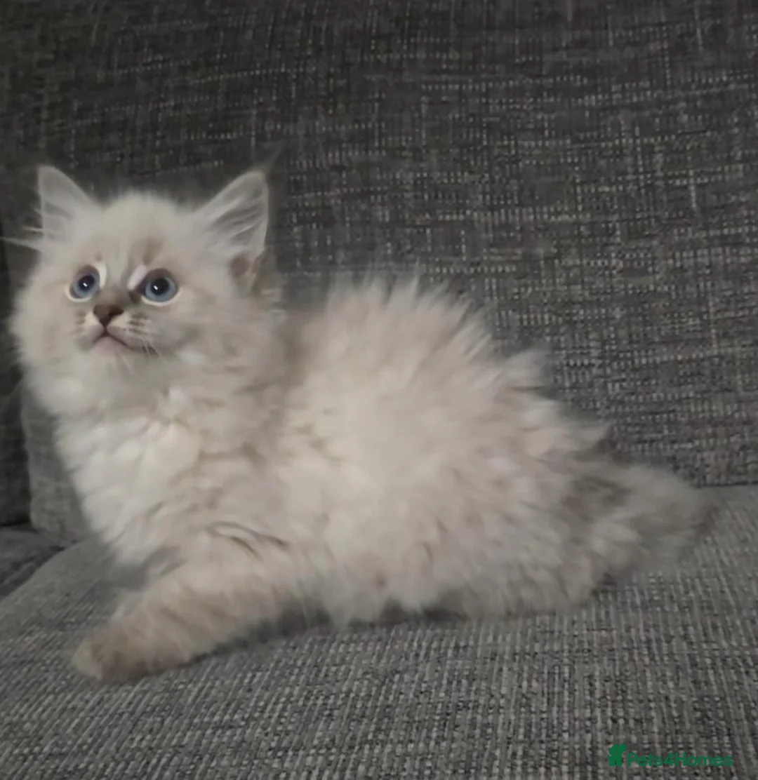 Mixed Breed cats for sale: Blue tabby ragdoll x - Advert 2