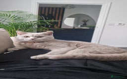 British Shorthair cats for sale: ❣️British shh TICA register Active Champion Line❣️ - Image 16