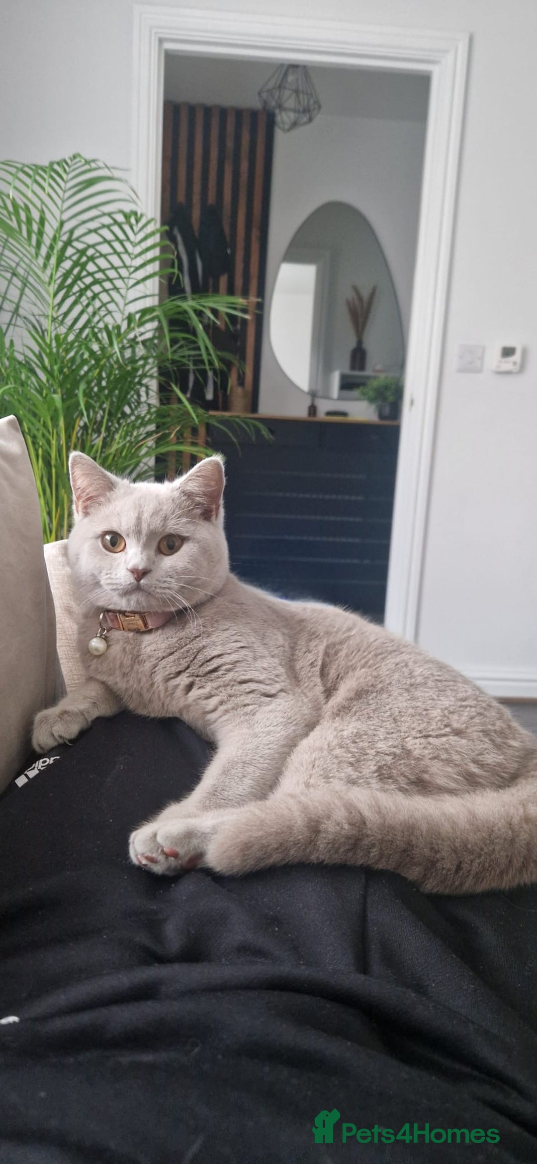 British Shorthair cats for sale: ❣️British shh TICA register Active Champion Line❣️ - Image 16