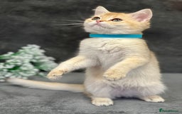 British Shorthair cats for sale: Stunning British shorthair NY 12 kittens - Image 15