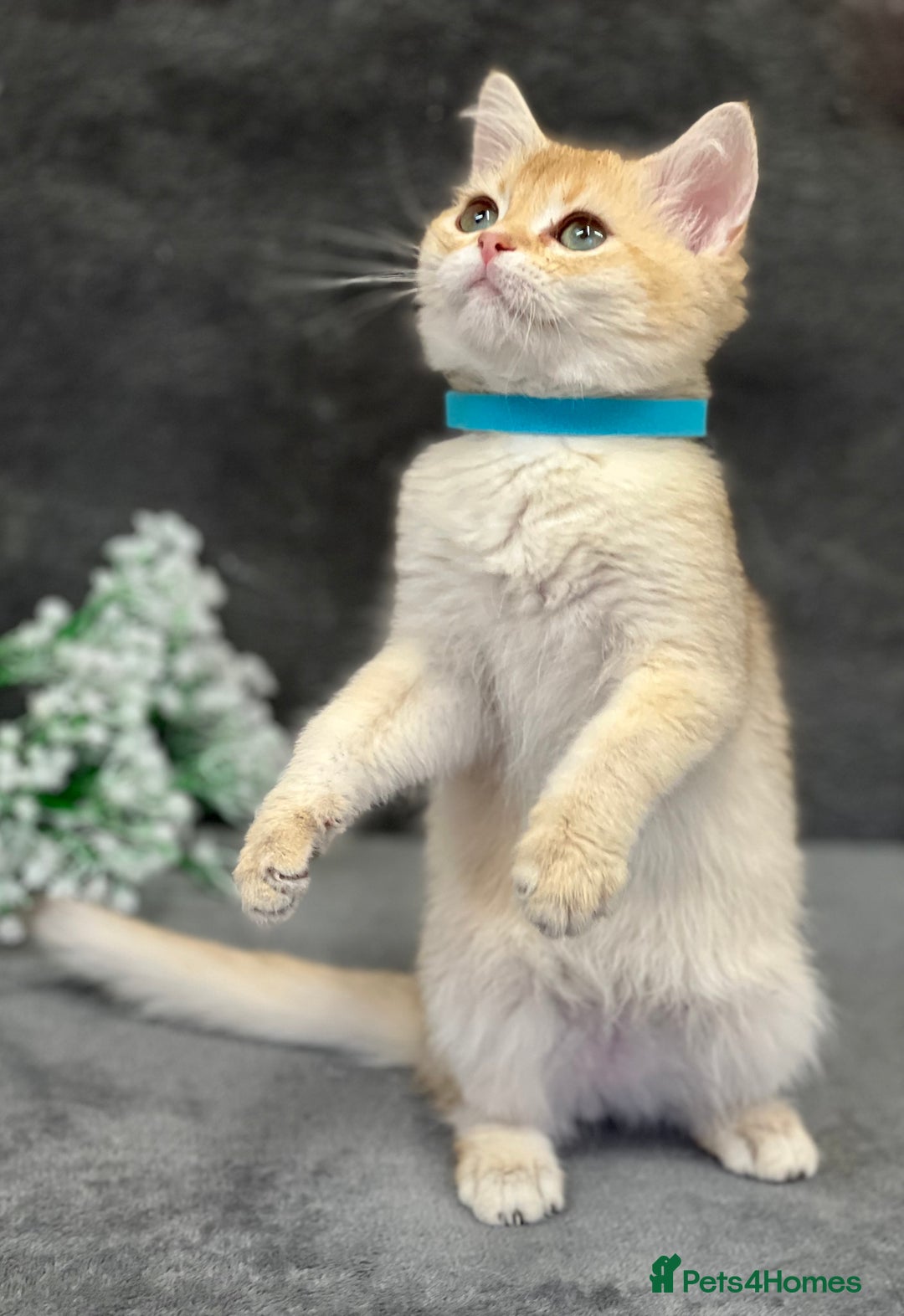 British Shorthair cats for sale: Stunning British shorthair NY 12 kittens - Image 15